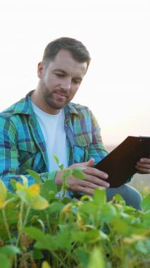 Genç tarım uzmanı tarlada çömelirken soya fasulyesi tarlasını inceliyor, bitkilerin büyümesini ve sağlığını izlemek için not alıyor, arka planda sıcak güneş batarken
