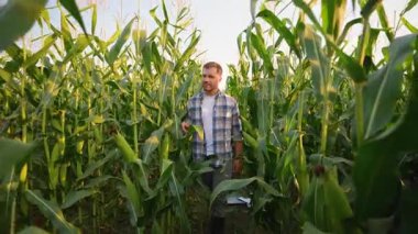 Genç erkek çiftçi gün batımında uzun yeşil mısır tarlalarında yürüyor, hasat mevsimi başlamadan önce tarımın büyümesini ve kalitesini dikkatle inceliyor.