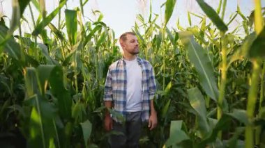 Genç ve yakışıklı çiftçi yeşil bir mısır tarlasında yürüyor ve gülümsüyor, güzel gün batımının tadını çıkarıyor. Agronomist mısır saplarını ve yeni hasadın kalitesini inceliyor.