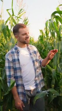 Gün batımında yeşil bir mısır tarlasında yürüyen kendinden emin çiftçi, hasattan önce mısır hasadının yapraklarını ve kalitesini inceliyor, başarılı bir tarım ve organik çiftçiliği temsil ediyor.