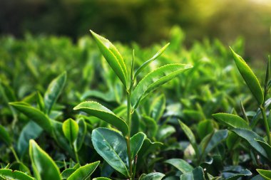 Güneş ışığı ve bulanık arka plan ile yeşil çay yaprakları üst kapalı. Burası Tayland'ın kuzeyindeki çay fabrikası. herhangi bir içecek üretimi için kullanın. Sıcak veya buz yeşil çay Maç latte dahil.