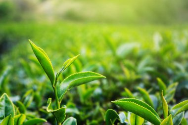 Güneş ışığı ve bulanık arka plan ile yeşil çay yaprakları üst kapalı. Burası Tayland'ın kuzeyindeki çay fabrikası. herhangi bir içecek üretimi için kullanın. Sıcak veya buz yeşil çay Maç latte dahil.