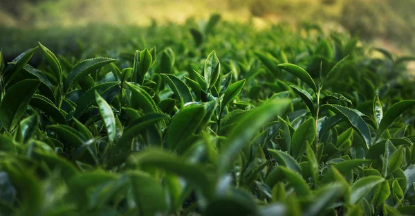 Closed up top of green tea leaves with sun light and blurred background. This is tea plant in the north of Thailand. use for production any beverage. Including hot or ice green tea Match latte.