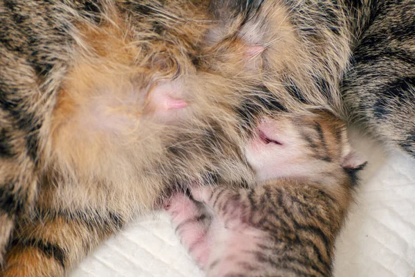 Nou Născuți Pisoi Adorabili Alăptând Jucându Dormind Blana Pisicii Lor — Fotografie, imagine de stoc