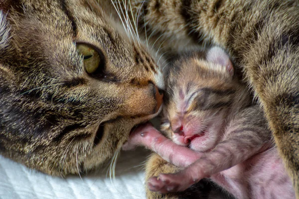 Neugeborene Entzückende Kätzchen Säugen Spielen Und Schlafen Fell Ihrer Mutter — Stockfoto