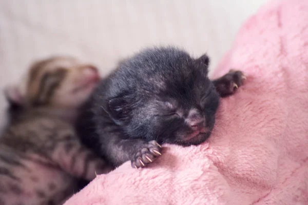 Новорожденные Очаровательные Котята Кормящие Грудью Играющие Спящие Шерсти Матери Кошки — стоковое фото