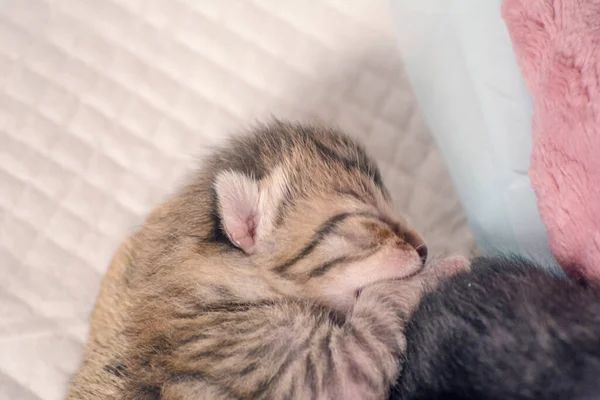 Νεογέννητα Αξιολάτρευτα Γατάκια Θηλάζουν Παίζουν Και Κοιμούνται Στη Γούνα Της — Φωτογραφία Αρχείου