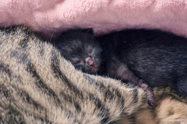 Nou Născuți Pisoi Adorabili Alăptând Jucându Dormind Blana Pisicii Lor — Fotografie, imagine de stoc