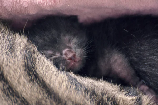 Recién Nacido Adorables Gatitos Amamantando Jugando Durmiendo Piel Madre Gato — Foto de Stock