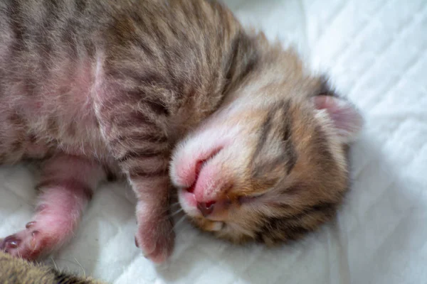 Recién Nacido Adorables Gatitos Amamantando Jugando Durmiendo Piel Madre Gato — Foto de Stock