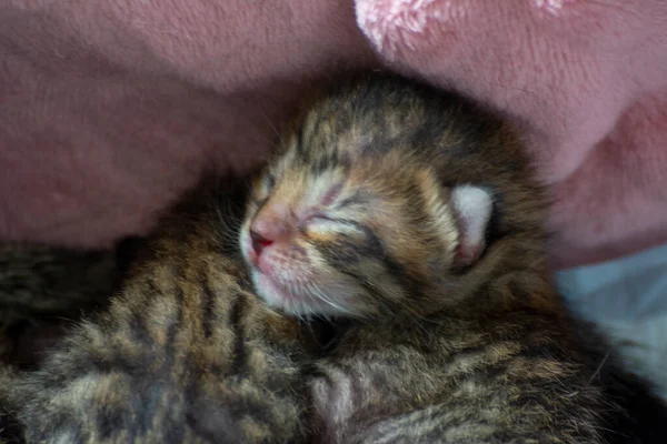 Recién Nacido Adorables Gatitos Amamantando Jugando Durmiendo Piel Madre Gato — Foto de Stock