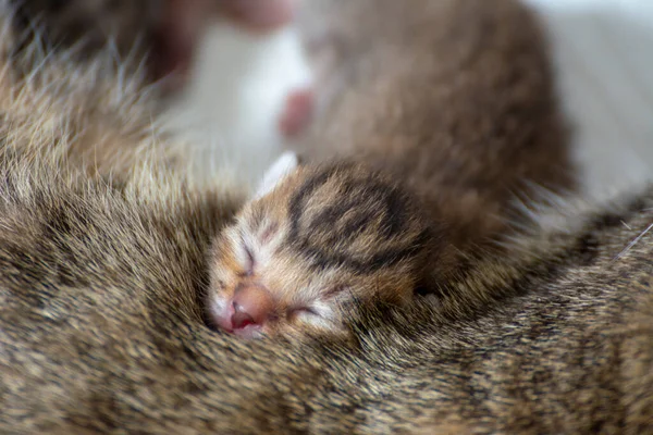 Yeni Doğmuş Sevimli Kediler Emziriyorlar Oynuyorlar Anne Kedilerinin Kürkünde Uyuyorlar — Stok fotoğraf