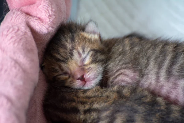 Newborn Adorable Kittens Suckling Playing Sleeping Mother Cat Fur — Stock Photo, Image