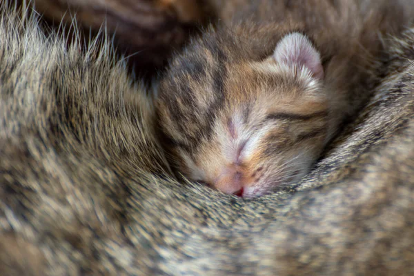 Recién Nacido Adorables Gatitos Amamantando Jugando Durmiendo Piel Madre Gato — Foto de Stock