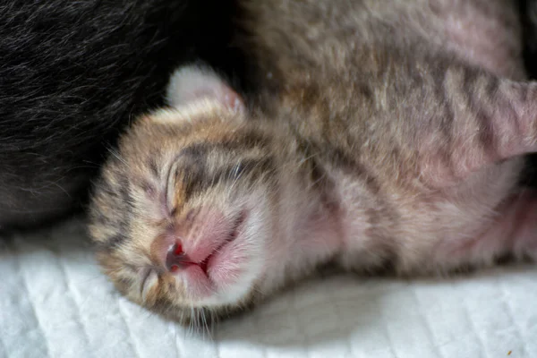 Newborn Adorable Kittens Suckling Playing Sleeping Mother Cat Fur — Stock Photo, Image