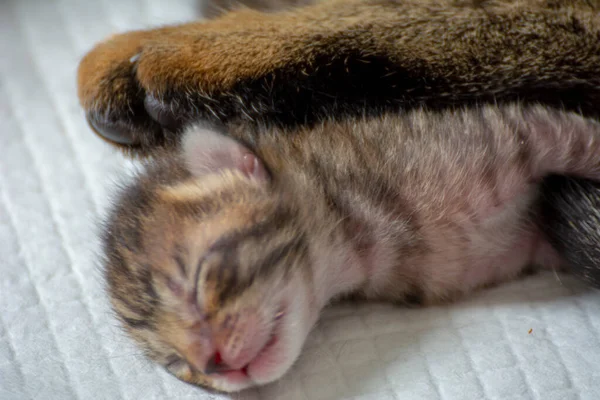 Recién Nacido Adorables Gatitos Amamantando Jugando Durmiendo Piel Madre Gato —  Fotos de Stock