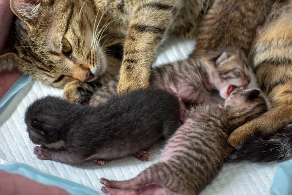 Nou Născuți Pisoi Adorabili Alăptând Jucându Dormind Blana Pisicii Lor — Fotografie, imagine de stoc