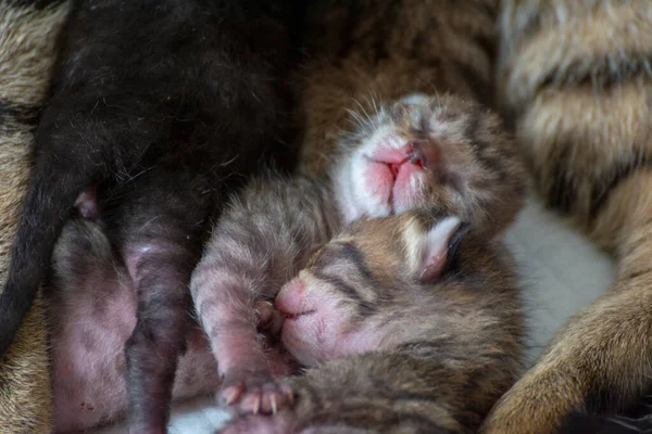 Recién Nacido Adorables Gatitos Amamantando Jugando Durmiendo Piel Madre Gato — Foto de Stock