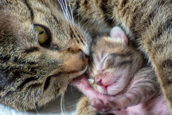 Recién Nacido Adorables Gatitos Amamantando Jugando Durmiendo Piel Madre Gato — Foto de Stock