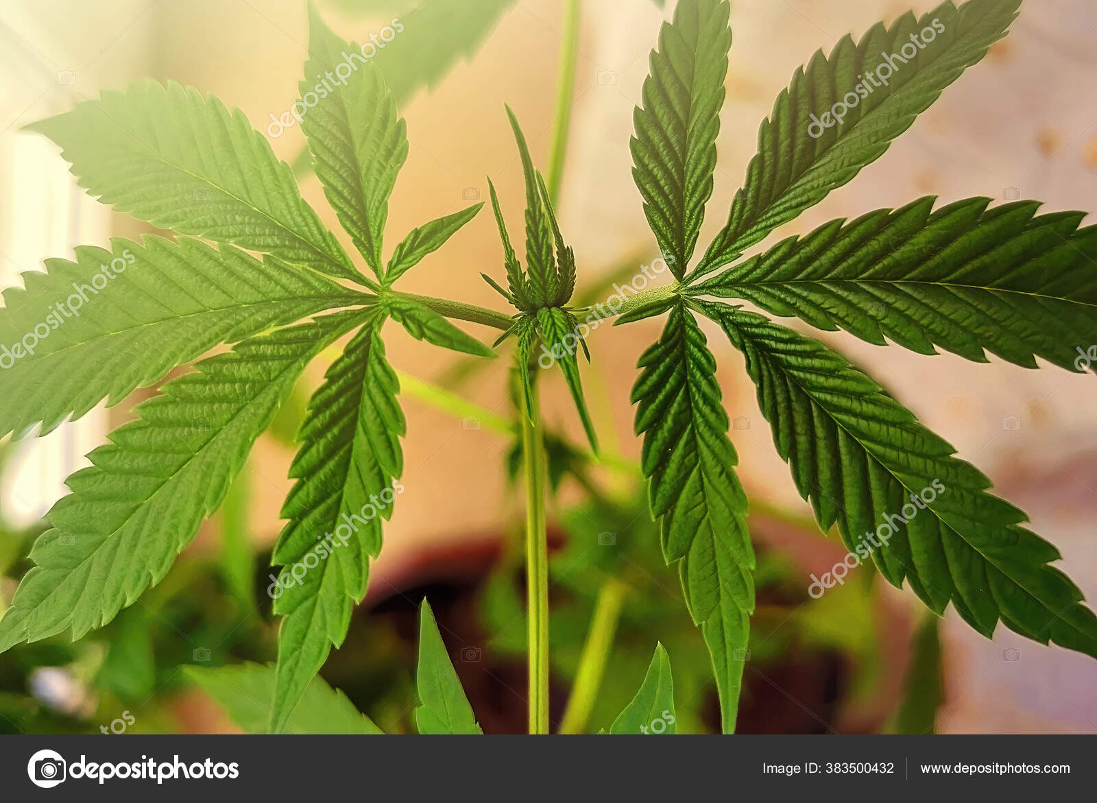Лечение альцгеймера марихуаной Лечение альцгеймера марихуаной faq tor browser gydra