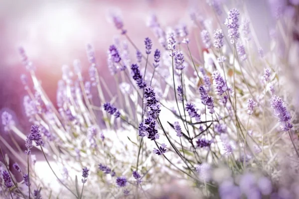 Zachte Focus Lavendel Bloem Prachtige Lavendel Verlicht Door Zonlicht — Stockfoto