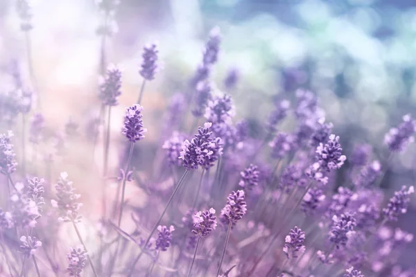 Selektiv Och Mjuk Fokus Lavendelblomma Vacker Lavendel Blomma Trädgård — Stockfoto