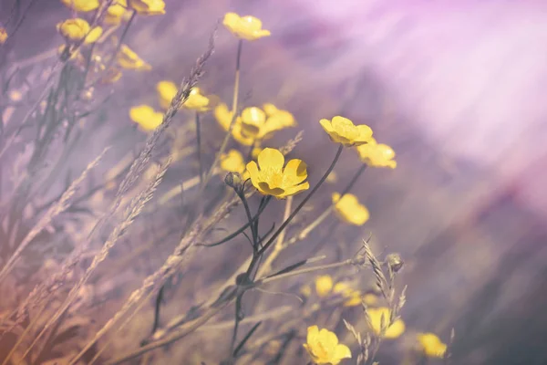 Buttercup Flower Meadow Yellow Flowers Grass — Stock Photo, Image