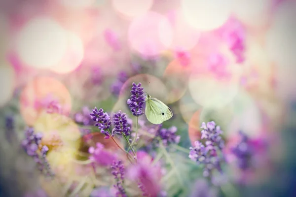 라벤더 자연의 아름다움에 선택적 초점에 화이트 — 스톡 사진