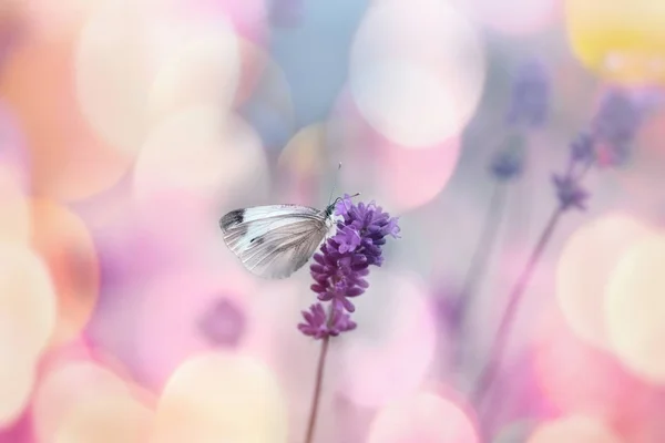 Белая Бабочка Цветке Лаванды Селективное Внимание Бабочке Красота Природе — стоковое фото