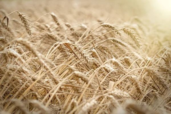 麦畑をもたらす豊かな収穫 午後遅くに日光に照らされて麦畑 — ストック写真