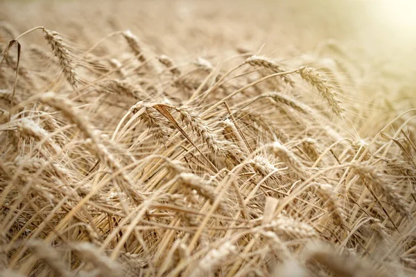 Vetefält Vetefält Kommer Att Rik Skörd Vetefält Belysta Med Solljus — Stockfoto