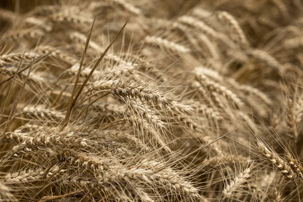 美丽的麦田 这将是一个良好的和丰富的小麦收获耳朵 — 图库照片