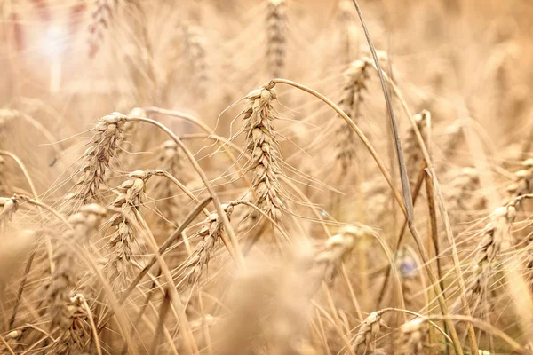 Campo Trigo Campo Grano Con Lente Llamarada Sol Campo Grano — Foto de Stock