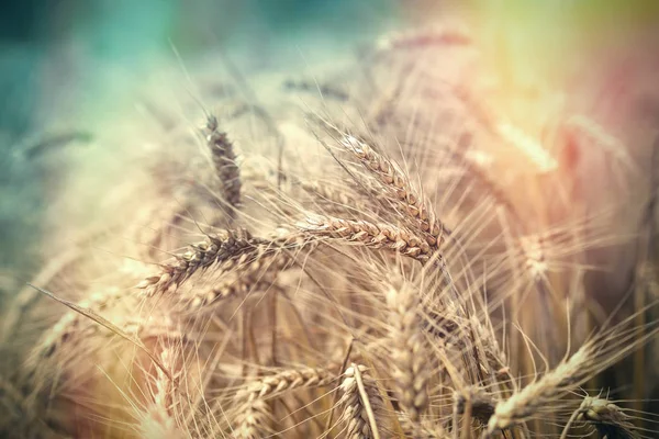 Bel Campo Grano Campo Grano Maturo Tempo Raccolto — Foto Stock