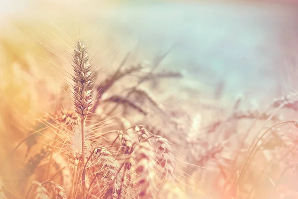 Selective Focus Wheat Wheat Field Golden Grain Wheat Lit Sunlight — Stock Photo, Image