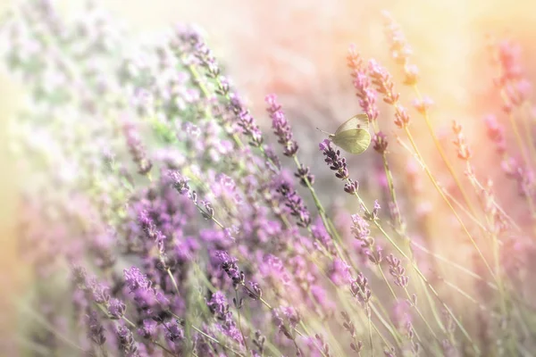 Mooie Bloementuin Met Lavendel Bloem Selectieve Aandacht Vlinder Lavendel — Stockfoto