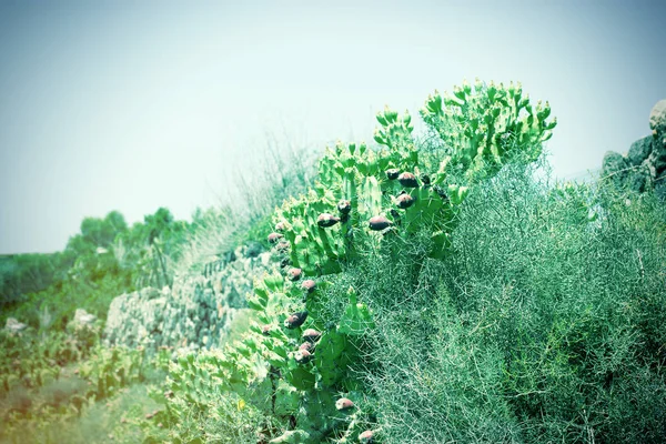 Cactus on the island of Sicily - fruit of the cactus