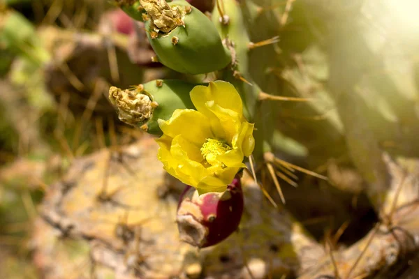 Flor Cactus Floración Cactus Frutos Cactus — Foto de Stock