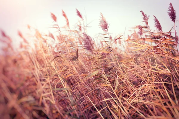Kuru Reed Çayırda Kuru Kamışı Sonbahar Günü Güzel Doğada — Stok fotoğraf