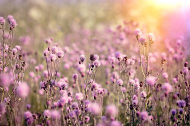 Çiçeklenme, çiçek açan thistle (dulavratotu) çayırda - güzel doğa