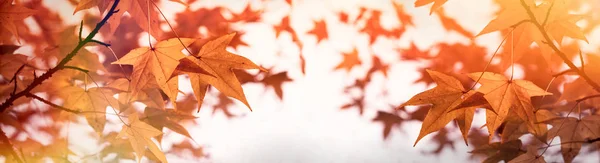 Üppiges Laub Herbstblätter Auf Dem Baum Schöne Natur — Stockfoto