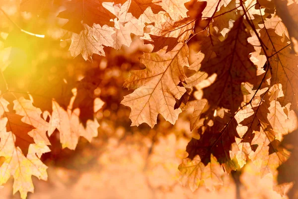 Las Hojas Otoñales Sobre Árbol Iluminado Por Luz Del Sol — Foto de Stock