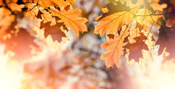Bela Natureza Outono Folhas Outono Árvore — Fotografia de Stock