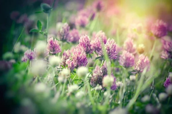 Trèfle Fleuri Dans Prairie Beau Trèfle Éclairé Par Lumière Soleil — Photo