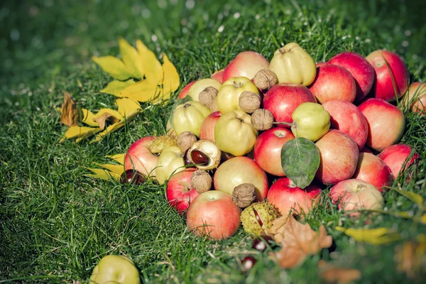 Seizoensgebonden Fruit Herfst Fruit Herfst Oogst — Stockfoto