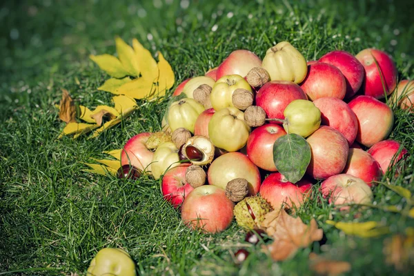 Frutta Stagione Frutta Autunnale Raccolta Autunnale — Foto Stock