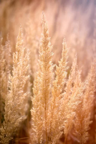 Piękne Wysokie Suchej Trawy Nasiona Nasiona Suchej Trawy Oświetlone Przez — Zdjęcie stockowe