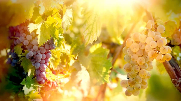 Uva Uve Bianche Rosse Uva Vino Riesling Viti Viti Vigna — Foto Stock