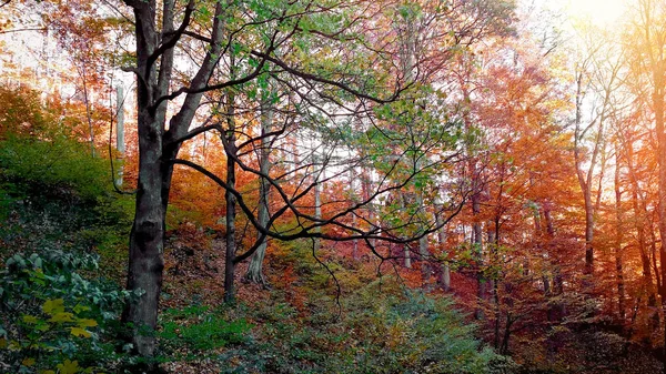 Höst Skogen Vackra Träd Och Himmel — Stockfoto