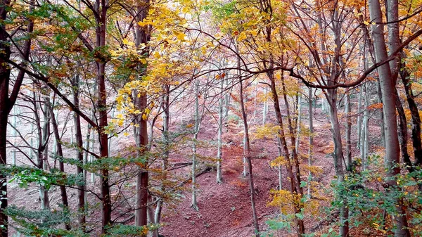 漂亮秋天 森林里五颜六色的树叶 — 图库照片